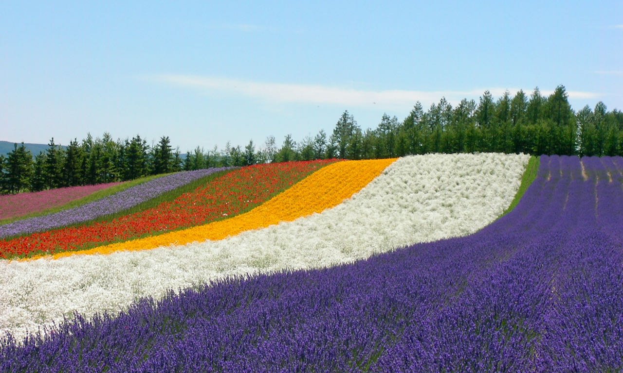 🌸 나카후라노 정영 라벤더원 (나카후라노 초에이 라벤다 엔) 이미지 1
